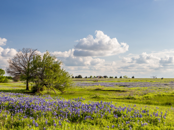 texas bluebonnet filed and blue sky in ennis