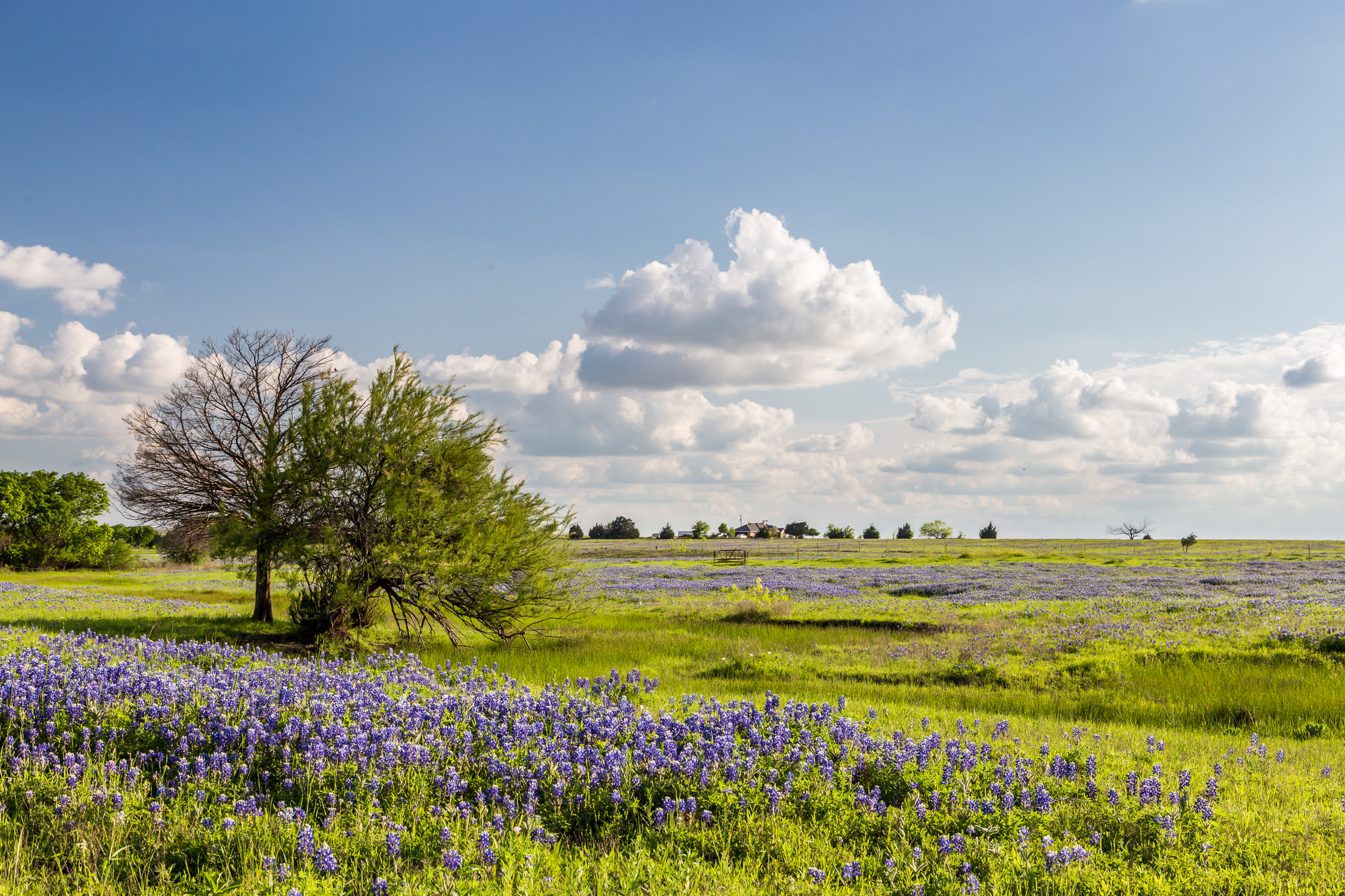 texas bluebonnet filed and blue sky in ennis