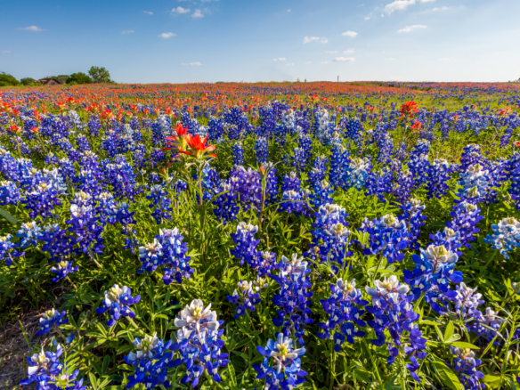 texas wildflower bluebonnet and indian paintbrush filed in en