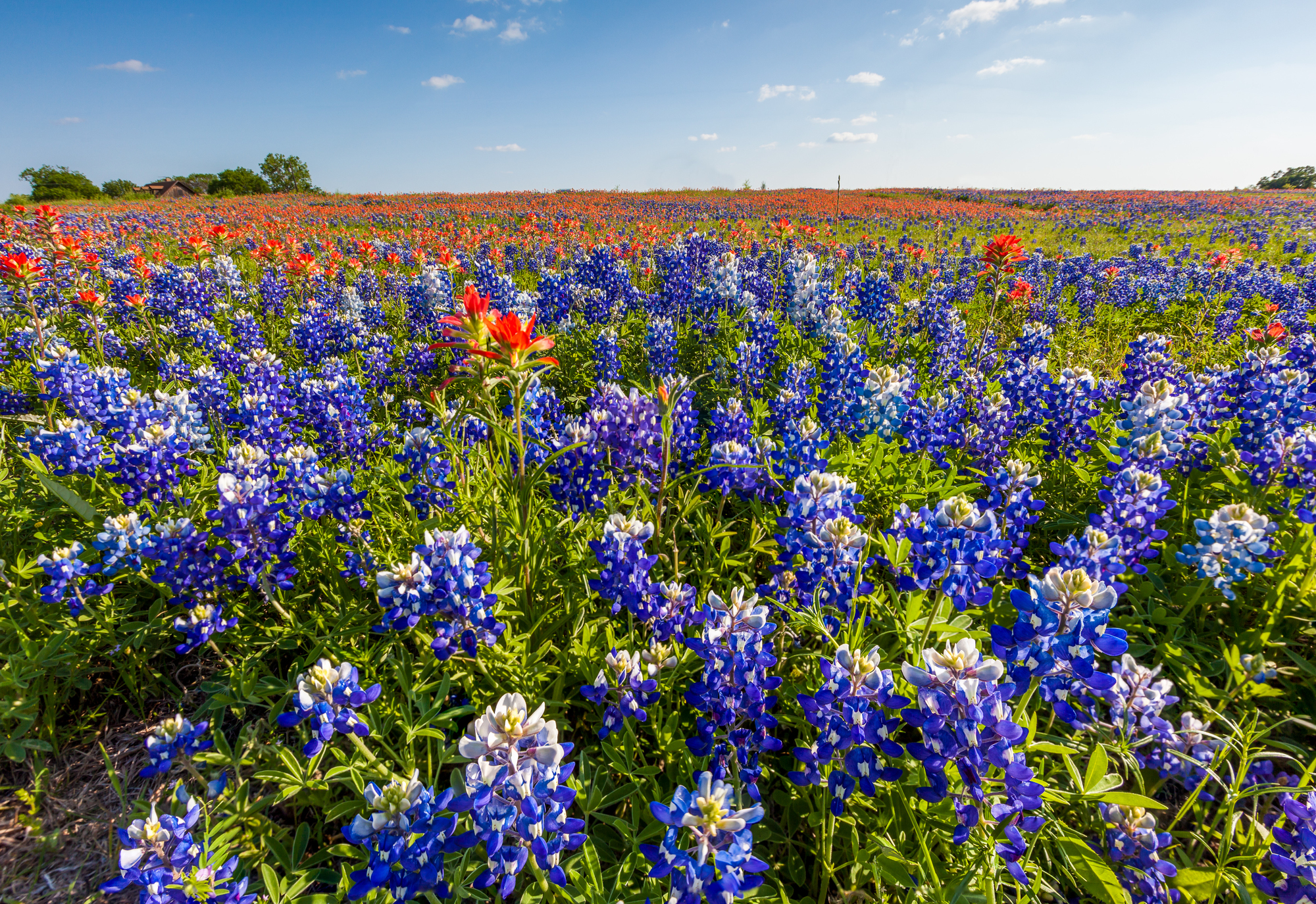 texas wildflower bluebonnet and indian paintbrush filed in en