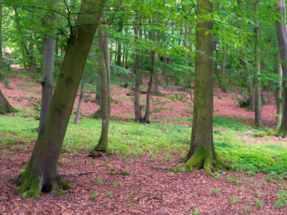 depositphotos 279010930 l