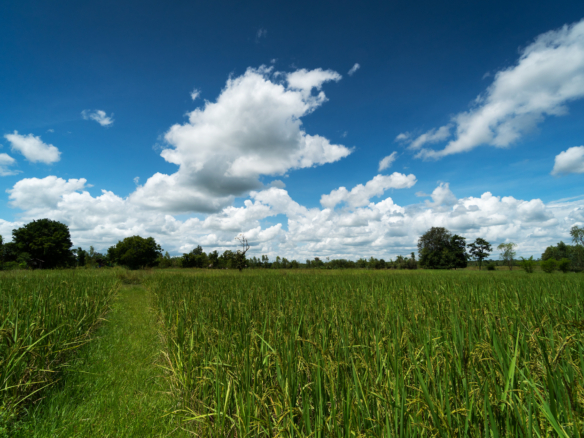 landscape with rice field
