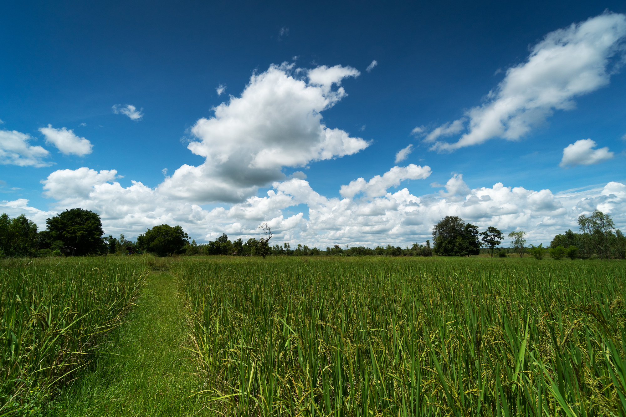 landscape with rice field